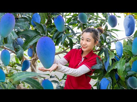 Harvest  BLUE MANGO goes to market sell - Gardening - Farm Life | Cara Daily Life
