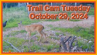 Trail Cam Tuesday - October 29, 2024
