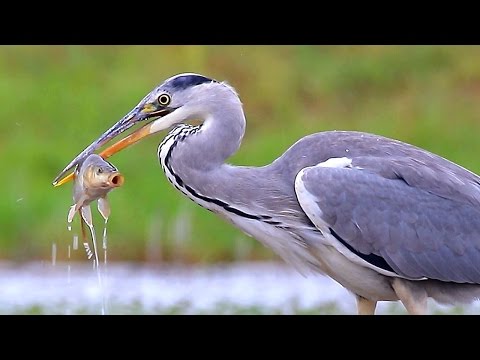 Grey Heron birds fishing
