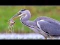 Grey Heron birds fishing