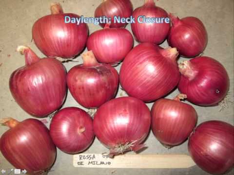 Seed Production Intensive: Session 2: Cultivating Seed