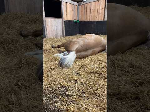 Watch the full video! Lavendel giving birth to her foal #horse #foal #babyhorse #shorts