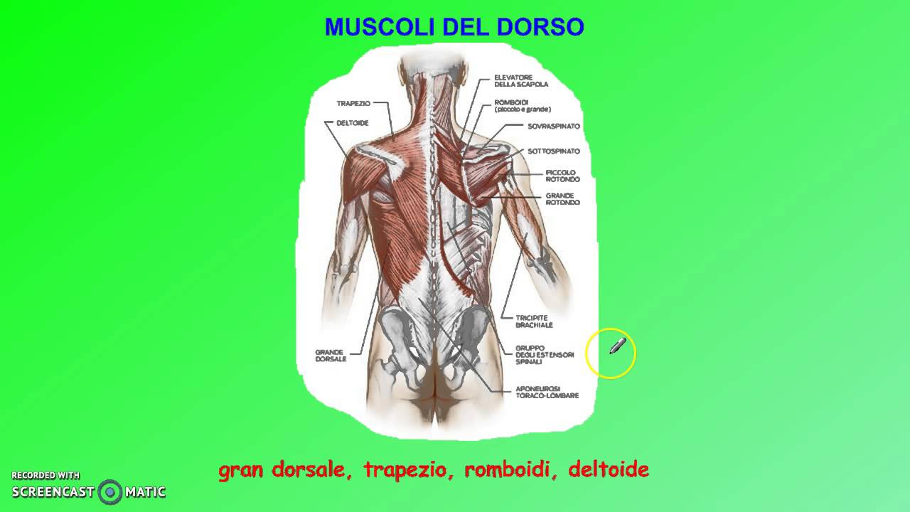 Apparato locomotore (seconda parte)