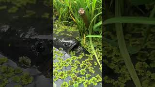 Download lagu Ikan haruan makan umpan hidup  #video #haruan #makan #umpan#ikan #haruan #sungai #fishing   #shorts mp3