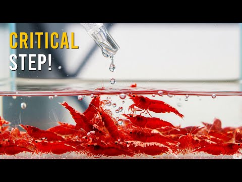 Why Drip Acclimation Is CRITICAL For Aquarium Shrimp Survival!