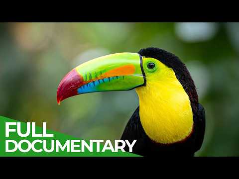 Wild Honduras Fantastic Creatures