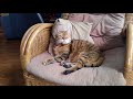Tembel Kedi