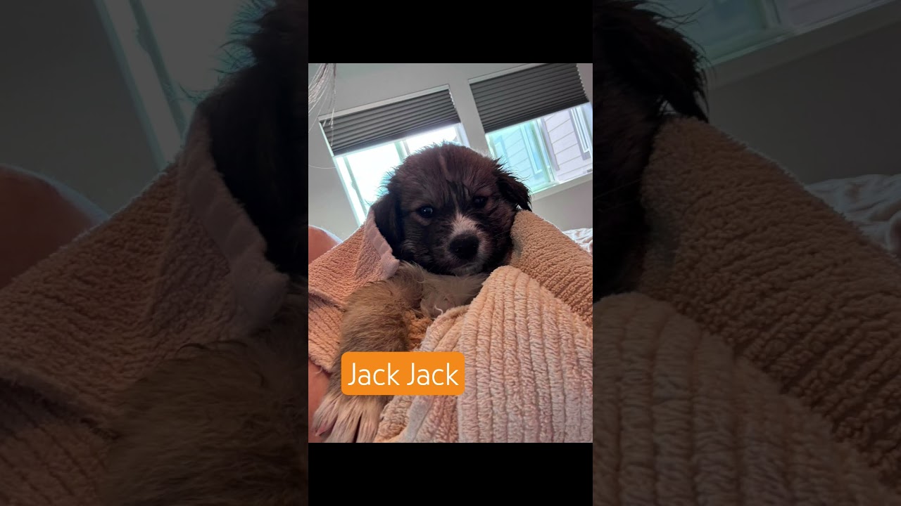Jack Jack, a Adoptable mixed breed in Evergreen, CO video 5/6