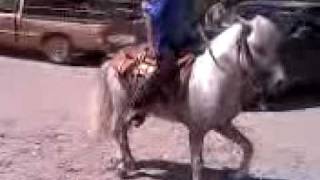 preview picture of video 'pony bailando en san isidro EN VENTA'
