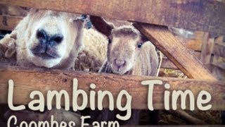 preview picture of video 'Lambing Time at Coombes Farm'