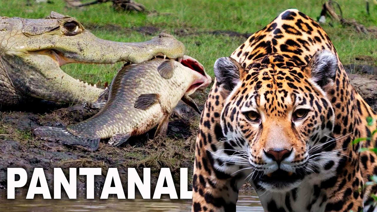 PANTANAL | Caçadores poderosos: A Luta Pela Sobrevivência | DOCUMENTÁRIO PANTANAL