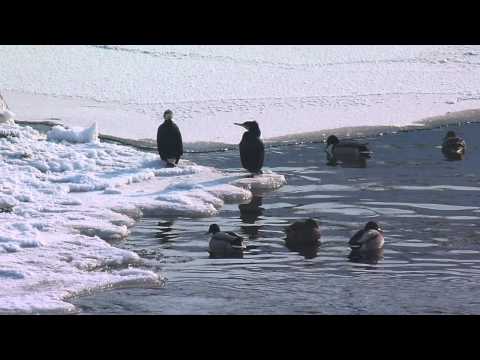 kormorány a kačice...  cormorants and ducks ...