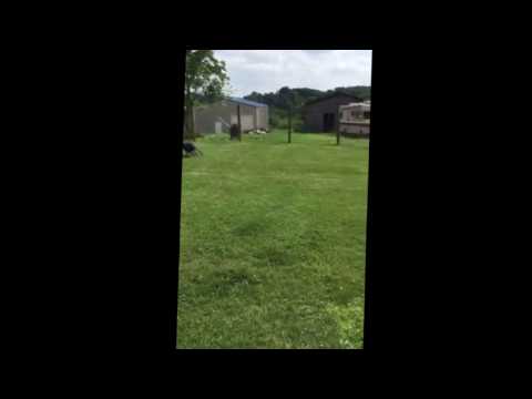 3 Doberman Running Around In The Back Yard Playing