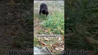 Download lagu His first photo broke me 💔 Now he’s safe  #catshorts#catrescue #cutecats  #catsoftiktok mp3