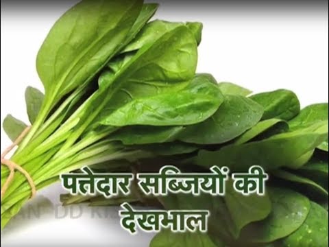 Care of leafy vegetable