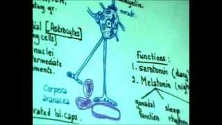 Dr Gihan Digestive 11 part 2 "Liver - Bile tract -  Endocrine (pineal body) "