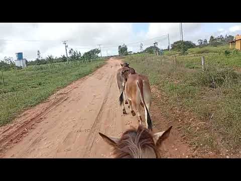 aqui estamos em sentido a Itapicuru Bahia só vendo boi brincando no caminho 🛣️