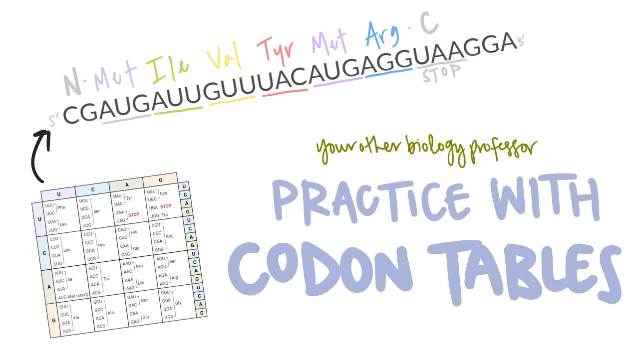 Unlock the Code! Practice Using a Codon Table
