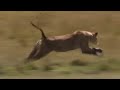 Lioness Hunting Wildebeest Big Cat Diary BBC Earth