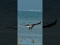 Amazing bald eagle does midair dance before grabbing a fish from a bed of razor sharp oysters.