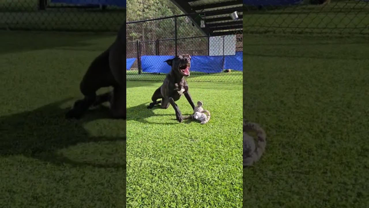 Enlarge Vinny, a Adoptable mixed breed in Ellijay, GA video 3/3