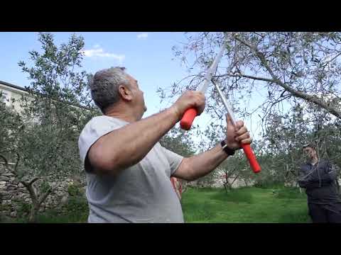 Rezidba masline na polikoničnu vazu