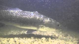 Speckled trout catching prey at night (underwater footage)