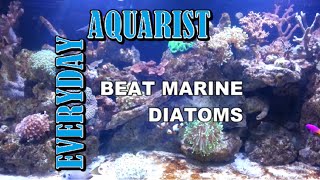 How To Kill Marine Aquarium Brown Algae &amp; Diatoms