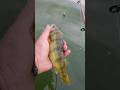 Video Thumbnail for Bye-bye ? beutiful perch #short #fishing #shorts