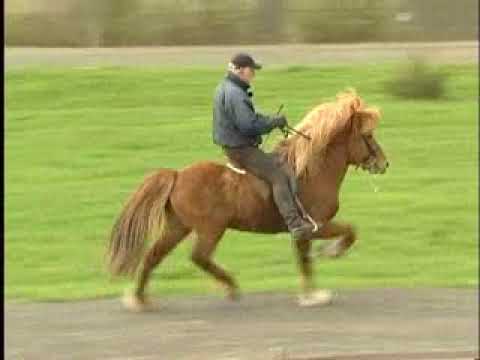 Alur frá Þúfu - ehemaliges Verkaufspferd - Video vom 06.04.2005