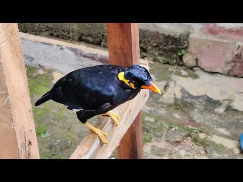 Beo posvätný (Gracula religiosa) — video o speve a chove