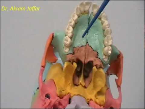 Osteology Of The Skull: 11 Palatine Bone