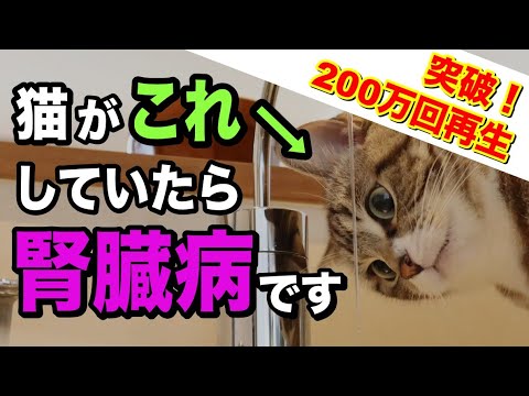 猫が薬を飲んだ後に口から泡を吹く - 原因