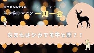 名前は「シカ」、でも鹿じゃない。