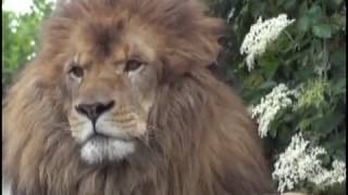 preview picture of video 'Le Lion - Le Domaine des Fauves - Les Abrets (38)'