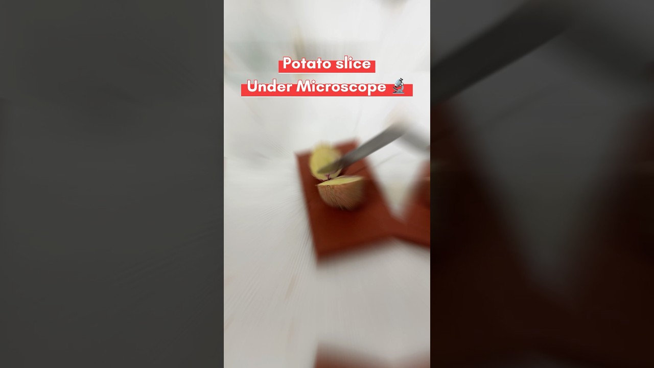 Microscopic View of a Potato Slice: A Closer Look at Its Cellular Structure #microscopevibe #ytshort