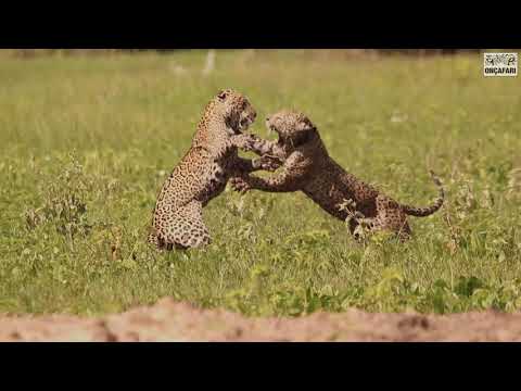 Jaguar fighting - Gatuna vs Fera