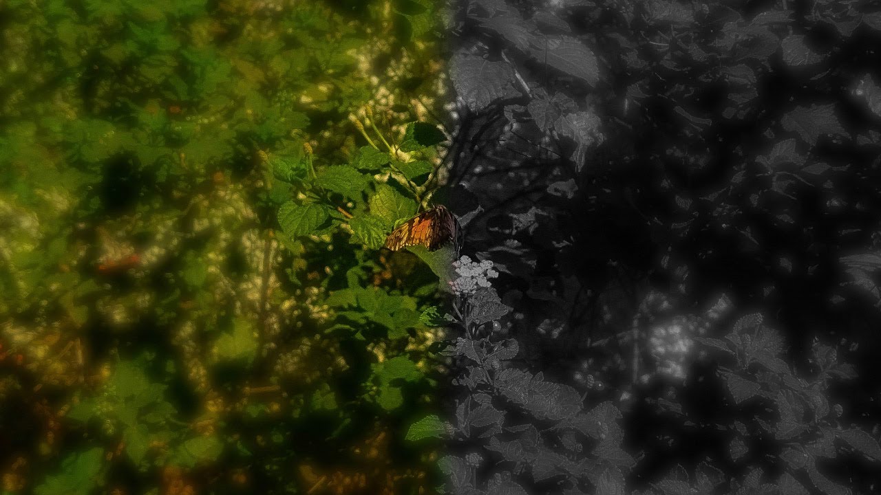 Miniature de la vidéo Ambivalência du film Ambivalence