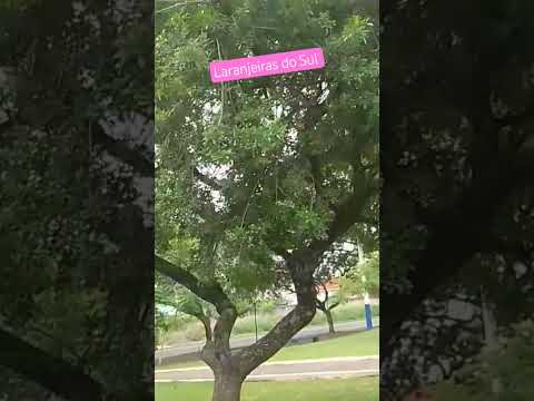 Laranjeiras do Sul pr