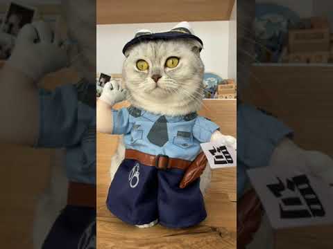 Śmieszne koty - Maja 😺 #kota #kot #śmieszne