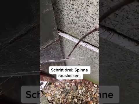 Wie ihr selber die größte Spinne Deutschland findet 🕷