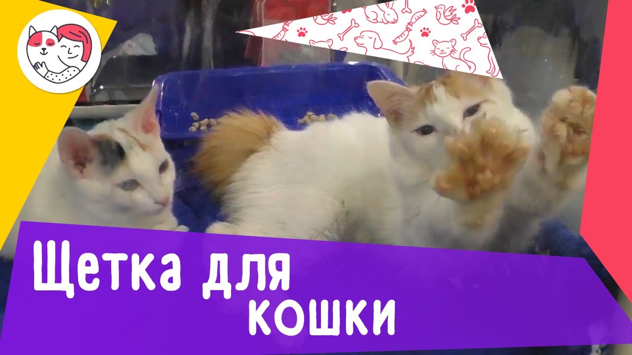 Как правильно выбрать щетку для расчесывания кошки: 5 советов