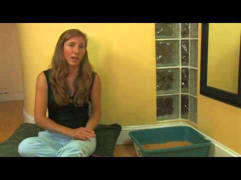 How to Introduce a Cat to a New Litter Box - YouTube