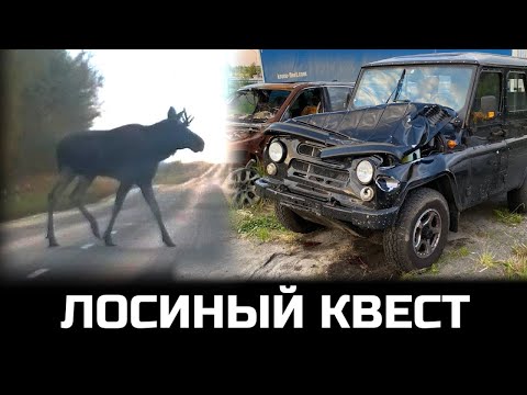 Столкновение с лосем на дороге. Можно ли было избежать ДТП? Лосиный квест…