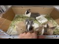 シマリス飼育ケージセット　デラックス！！のYouTubeサムネイル画像