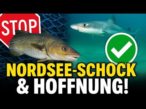 ANGELNEWS 25/25 - Null-Quote für Kabeljau?! Und plötzlich tauchen Haie auf!