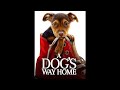 Requested Opening To A Dogs Way Home 2019 DVD