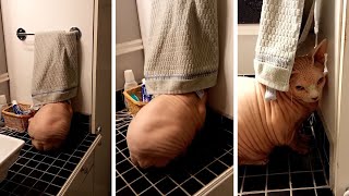 Cat hides when it's time for a bath