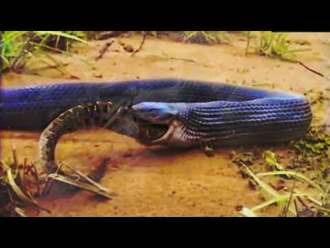 03 - OLIMAC RIZAS - Y. P. F (PROD.BYHELL)