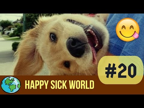 Golden Retriever Puppies * Happy Sick World No. 20